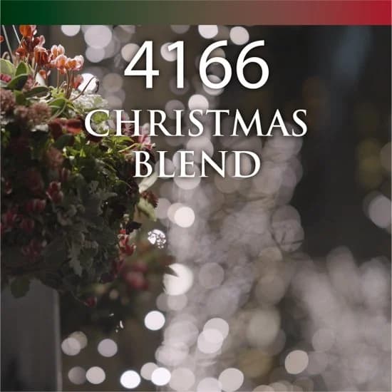 紅茶｜4166 クリスマスブレンド スパイスとオレンジ